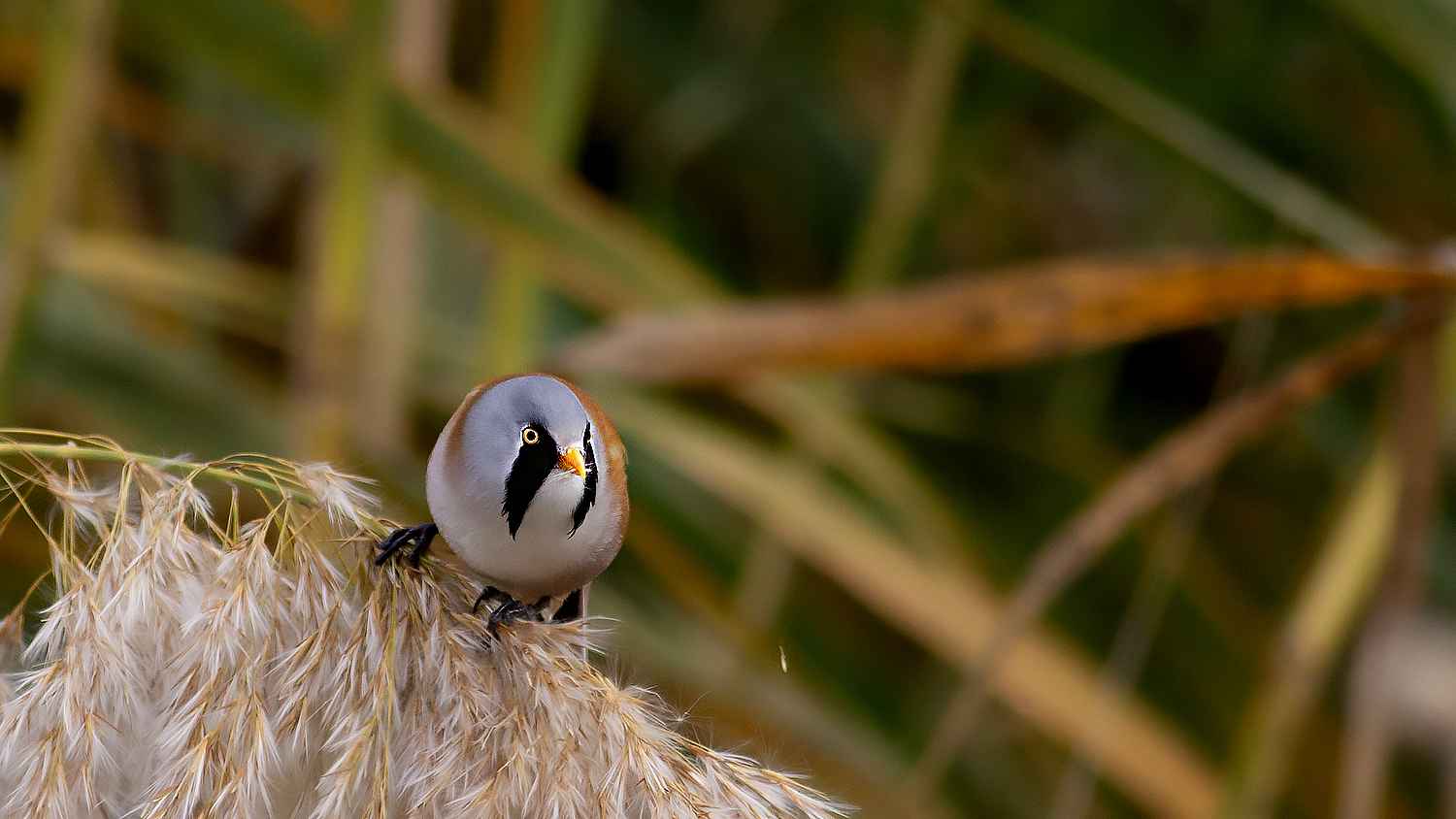 Bearded Reedling
